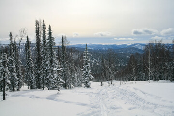 Fototapeta na wymiar Snow-covered Siberian forest, Luzhba, Russia.