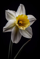 Daffodil or Narcissus spring flower on dark background, close up view. Generative AI
