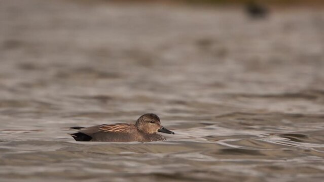 A male gadwall (Mareca strepera) swimming by - slow motion