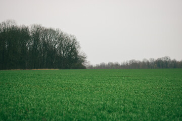 wheat field after spring rain. wheat field in spring. winter crops in spring. green grass field and fog