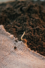 sprout cannabis seeds. cannabis sprouts. cannabis sprout on canvas