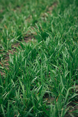 wheat field in spring. winter wheat close-up. young wheat in the field. wheat field after doge. wheat field after doge