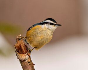 Nuthatch Photo and Image. Close-up profile front view perched on a branch with blur background in its environment and habitat surrounding.