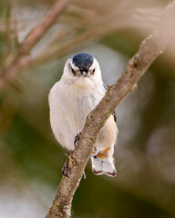 Nuthatch Photo and Image.  Nuthatch close-up profile view displaying white belly and grey feather plumage in its environment and habitat surrounding with a blur forest background.