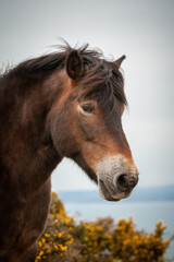 Exmoor pony headshot (Equus ferus caballus)