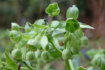 Stinking hellebore 'Yellow Wilgenbroek' in flower
