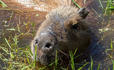 Photograph of a capybara walking through the Campos do Jordão park, São Paulo, Brazil.	