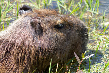 Photograph of a capybara walking through the Campos do Jordão park, São Paulo, Brazil.