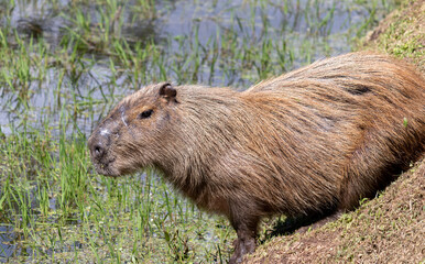 Photograph of a capybara walking through the Campos do Jordão park, São Paulo, Brazil.	
