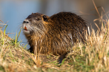 Nutria