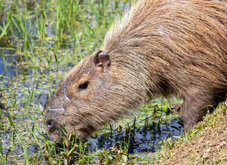 Photograph of a capybara walking through the Campos do Jordão park, São Paulo, Brazil.	