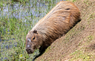 Photograph of a capybara walking through the Campos do Jordão park, São Paulo, Brazil.