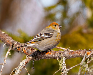 Pine Grosbeak Photo and Image.  Female perched on a branch with a blur forest background in its environment and habitat surrounding and displaying rust colour feather plumage.