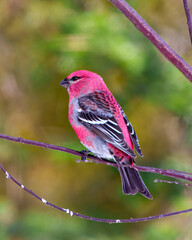 Pine Grosbeak Photo and Image.  Male rear view perched on a branch with blur forest background in its environment and habitat surrounding and displaying red colour feather plumage.