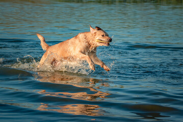 A beautiful thoroughbred fawn labrador frolics on the lake in summer.