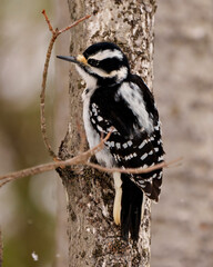 Woodpecker Photo and Image.  Female close-up rear view perched in the winter time with falling snow and a blur soft background  in its environment displaying white and black feather plumage wings.