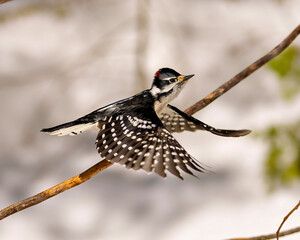 Woodpecker Photo and Image.  Male flying over a branch with a white blur background in its environment displaying white and black feather plumage wings. Spread wings.