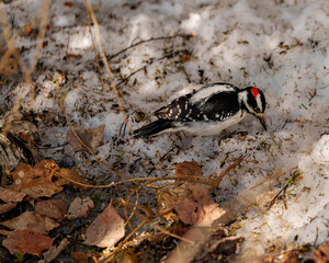 Woodpecker Photo and Image. Male aerial view sitting on snow and brown leaves and looking for food in its environment and habitat surrounding