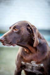 Portrait of a German Shorthaired Pointer on the street.