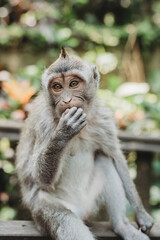 Monkey at Monkey Forest in Ubud Bali, Indonesia