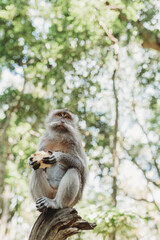 Monkey at Monkey Forest in Ubud Bali, Indonesia