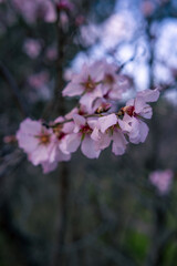 Fototapeta na wymiar Flores rosas del almendro en un parque de Madrid en un día de primavera con un cielo soleado.