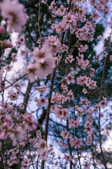 Flores rosas del almendro en un parque de Madrid en un día de primavera con un cielo soleado.