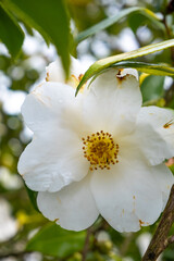 Plano detalle de una pequeña flor blanca con el centro amarillo en un parque de Oporto en un día de primavera.