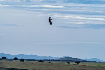 European white stork, Ciconia ciconia flying at Los Barruecos, Malpartida de Caceres, Extremadura,...