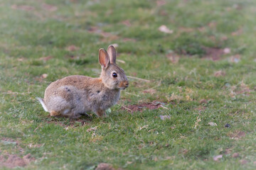 Young rabbit (Oryctolagus cuniculus) in a grass field