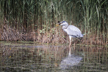 Grey heron (Ardea cinerea) with fish in beak