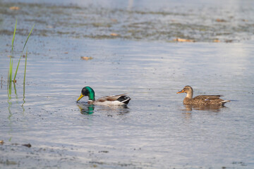 Pair of mallard ducks (Anas platyrhynchos) swimming - obrazy, fototapety, plakaty