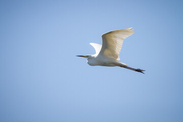 Great white egret (Ardea alba) flying in a blue sky
