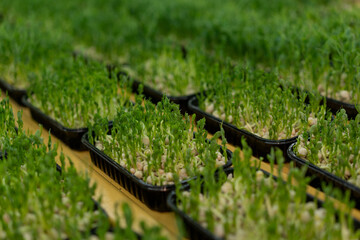 growing microgreens of organic farming the concept of sprouting pea sprouts healthy eco food