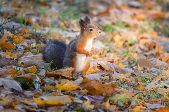 Fluffy squirrel in the autumn park among the fallen leaves on the border of light and shadow