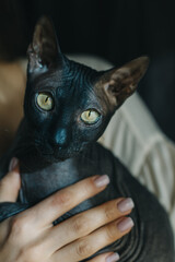 Cute dark sphinx cat in the hands of a girl.