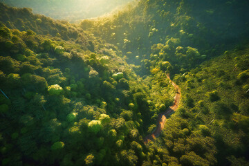 Naklejka na ściany i meble The aerial view reveals the hidden secrets of the forest, with the road providing a unique perspective of the verdant canopy, shimmering streams, and wildlife that call it home