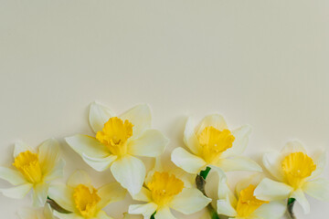 Naklejka na ściany i meble Beautiful flowers of yellow daffodil (narcissus) on a light yellow background.