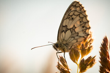 Close up photo of a marbled white butterfly (Melanargia galathea)