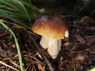 mushroom