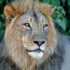 Lion (Panthera leo) male resting in Mashatu Game Reserve in the Tuli Block in Botswana