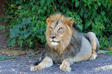 Lion (Panthera leo) male resting in Mashatu Game Reserve in the Tuli Block in Botswana