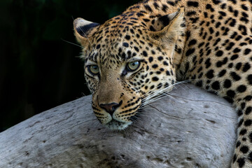 Leopard female resting and looking around in a tree in the Okavango Delta in Botswana  with a black background  