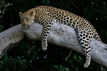 Leopard female resting and looking around in a tree in the Okavango Delta in Botswana  with a black background  