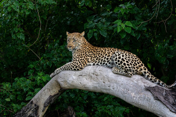 Leopard female resting and looking around in a tree in the Okavango Delta in Botswana  with a black background  