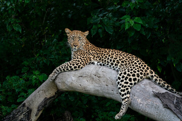 Fototapeta na wymiar Leopard female resting and looking around in a tree in the Okavango Delta in Botswana with a black background 