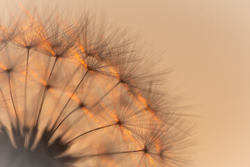 Sun setting behind dandelion seeds (Taraxacum officinale)