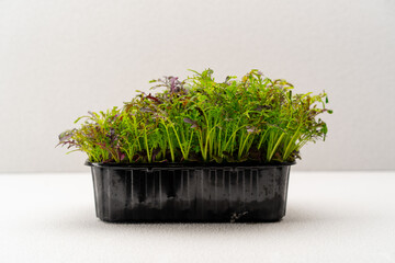 Microgreens planted in a black container of young plant sprouts on a microgreen eco food farm
