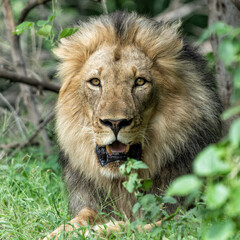Lion (Panthera leo) male resting in Mashatu Game Reserve in the Tuli Block in Botswana