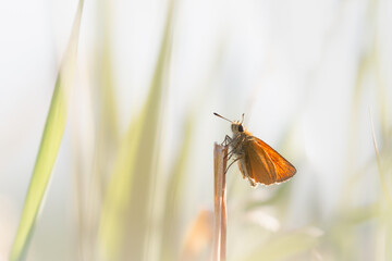 Small skipper butterfly (Thymelicus sylvestris) resting on a stem
